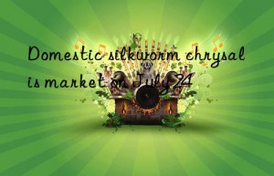 Domestic silkworm chrysalis market on July 24